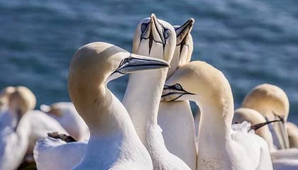 开云体育app-全国青少年体操版块精彩纷呈，创新不断，全国青少年艺术体操技术大赛